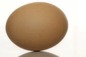 Studio Shot Egg Drucke: Egg