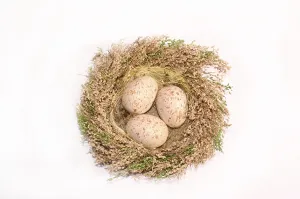 Brown Eggs Drucke: Three eggs in a nest