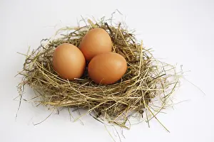 Brown Eggs Drucke: Three eggs in a nest: Easter