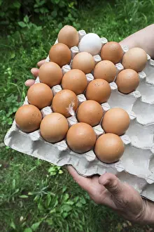 Muscheln Drucke: Eier in Papierverpackung. Feder auf einem der Eier.