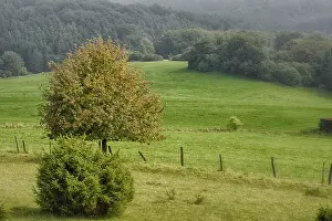 Pinales Plant Species Drucke: Eifel impressions with juniper