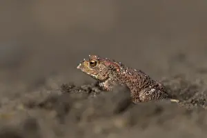 European Toad Drucke: Eine einjahrige Erdkrote (Bufo bufo)