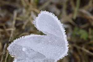 Central Europe Ice Formations Drucke: Eisplatten, kuriose Eisbildung