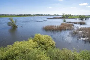 German Floodplain Landscape Drucke: Elbe meadows, floodplain landscape