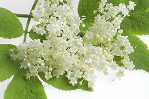 Botany Photography Drucke: Elderberry blossoms