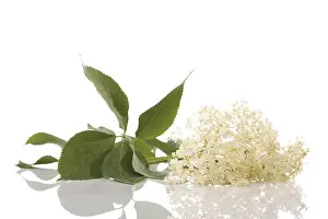Studio Shot Nature Photos Drucke: Elderflower