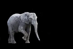 Trunked Nosed Mammal Pictures Drucke: Elephant on a black background