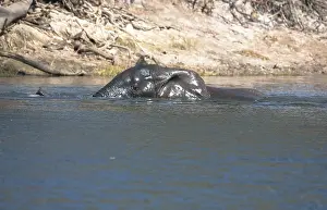 Wildlife In Southern Africa Drucke: Elephant crossing river in Botswana