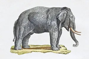 Colorful Animal Depiction Drucke: Elephant (Elephantidae), hand-colored copper engraving from Friedrich Justin Bertuch picture book for children