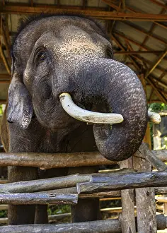 Drucke von Elefant (Elephantidae) in Gefangenschaft, Mae Sa Elephant Camp, Mae Rim, Chiang Mai, Thailand Asiatischer Elefant Drucke: Elefant (Elephantidae) in Gefangenschaft.
