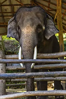 Drucke von Elefant (Elephantidae) in Gefangenschaft, Mae Sa Elephant Camp, Mae Rim, Chiang Mai, Thailand Asiatischer Elefant Drucke: Elefant (Elephantidae) in Gefangenschaft.
