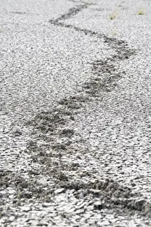 Wildlife Refuge Southern Africa Drucke: Elephant footprints in dried-up mud patterns