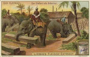 Drucke von Die Elefanten-Serie, arbeitende Elefanten wurden traditionell für schwere Arbeit wie Holztransport oder Straßenbau verwendet, Indien, Liebigbild Asiatischer Elefant Drucke: Die Elefanten-Serie.