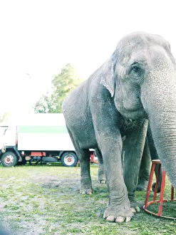 Wild Animals In Nature Drucke: Elephant standing