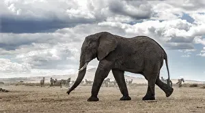 African Bush Elephant Drucke: Elephant walking