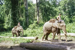 Wildlife Photography Vintage Drucke: Elephants working with logs in a forest area, Thailand, Asia 1971, Asia