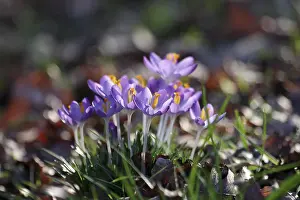 Purple Flowers Drucke: Elf crocus (Crocus tommasinianus)