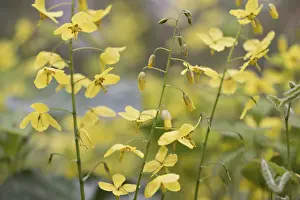 Germany Flora Drucke: Elfflower (Epimedium peralchicum)