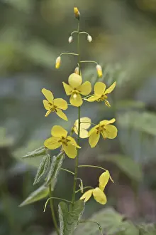 Germany Flora Drucke: Elfflower (Epimedium peralchicum)