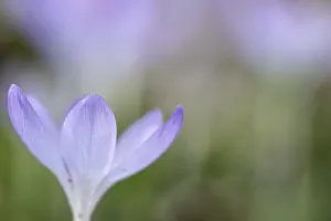 Crocus Tommasinianus Drucke: Elfin crocus (Crocus tommasinianus)