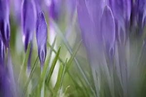 Central Europe Flowering Plants Drucke: Elfin crocus (Crocus tommasinianus)