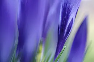 Elfin Crocus Drucke: Elfin crocus (Crocus tommasinianus)