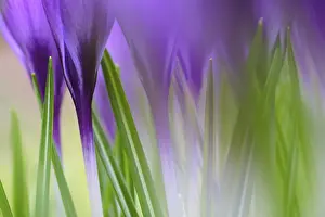 German Wildflowers In Bloom Drucke: Elfin crocus (Crocus tommasinianus)