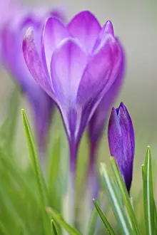 Deserted Woodland Scene Drucke: Elfin crocus (Crocus tommasinianus)