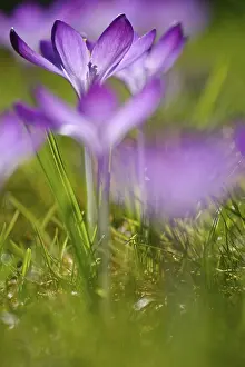 North Rhine Westphalia Flowers Drucke: Elfin crocus (Crocus tommasinianus)