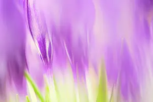 Bilder Datiert 16. Februar 2024: Elfen-Krokus (Crocus tommasinianus)