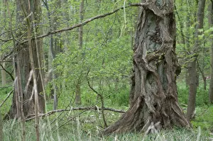 Tropical Rainforest Drucke: Elm, tree, trees, spring, deciduous forest