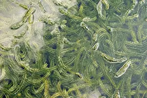 Drucke von Elodea canadensis Canadensis Drucke: Elodea canadensis