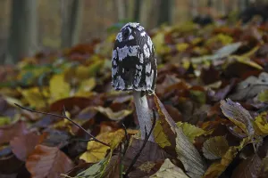Deciduous Tree Wildlife Drucke: Elster ink cap