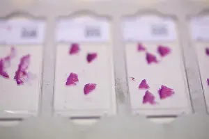 Deserted Laboratory Scene Drucke: Embedded samples in a histology laboratory