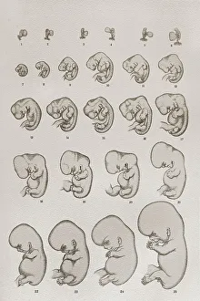 Embryo Development Drucke: Embryo, development, anatomical illustration