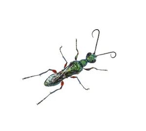 Studio Shot Of A Beetle Drucke: Back side of a Emerald cockroach wasp