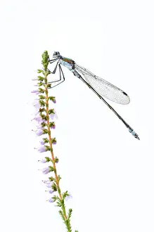 White Background Animal Images Drucke: Emerald Damselfly (Lestes sponsa)