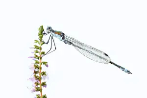 Emerald Damselfly Drucke: Emerald Damselfly (Lestes sponsa)