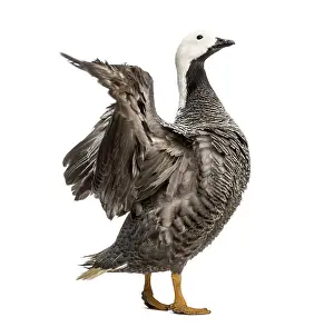 Poultry Farming Drucke: Emperor goose flapping its wings