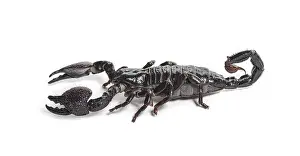 Arthropod Close Up Drucke: Emperor scorpion, Pandinus imperator