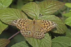 Butterfly Wildlife Drucke: Emperor's Mantle
Emperor's Mantle