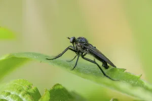Bilder Datiert 28. April 2024: Empididae spec print dance fly