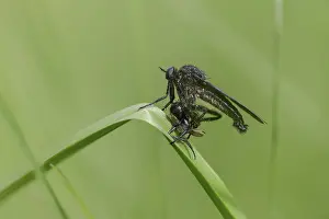 Bilder Datiert 28. April 2024: Dance fly print