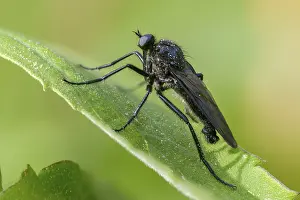 Bilder Datiert 28. April 2024: Empididae spec print dance fly