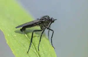 Bilder Datiert 28. April 2024: Empididae spec print dance fly