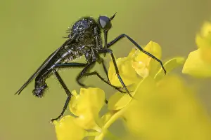Bilder Datiert 28. April 2024: Dance fly print