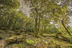 Open Air Landscape Shot Drucke: Enchanted Forest, Lichens, Forest