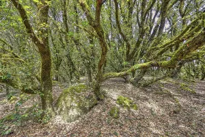 Wooded Landscape Photo Drucke: Enchanted Forest, Lichens, Forest