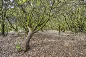 Wooded Landscape Photo Drucke: Enchanted Forest, Lichens, Forest