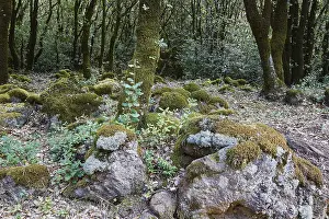 Travel Photography Sicily Drucke: Enchanted Forest, Lichens, Forest